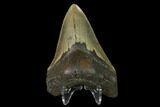 Fossil Megalodon Tooth - North Carolina #147025-1